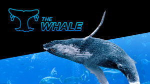 888 Poker the whale